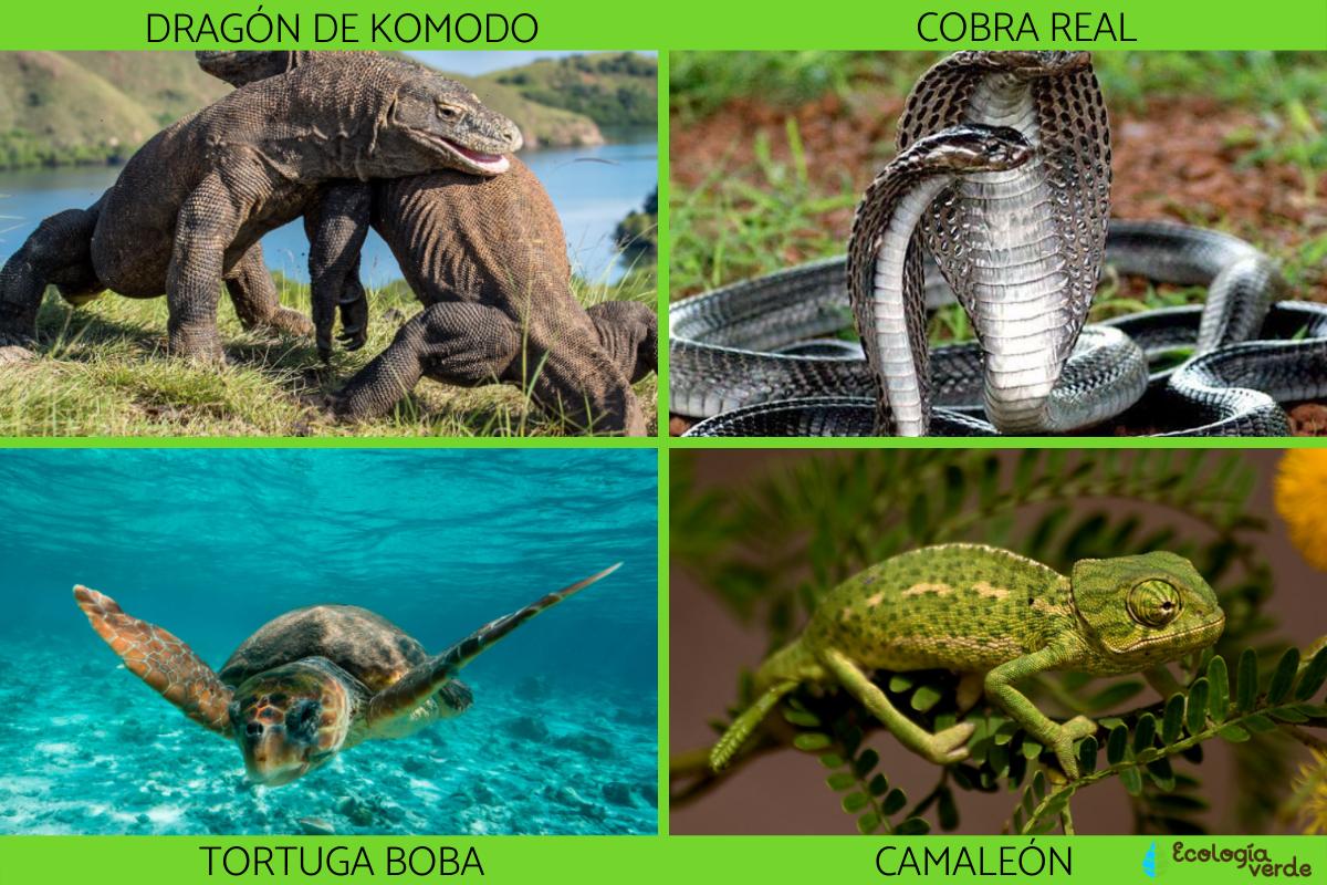 Tipos de Reptiles - Mini Manual